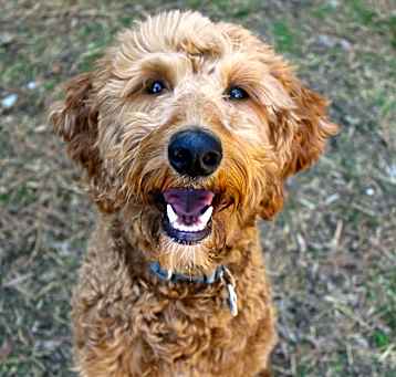 Photo of Benny
