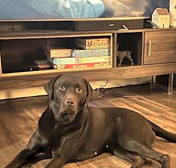 Photo of Luna