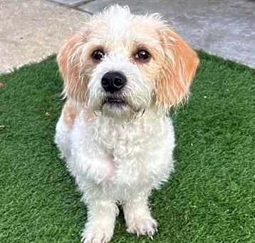 Photo of Scruffy