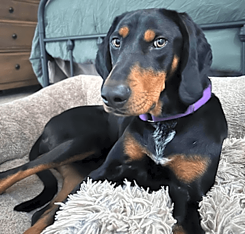 Photo of Samson/Doobie *Thanks to the kindness of Matthew D, my adoption fee is fully sponsored*