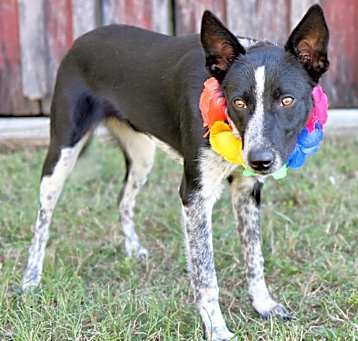 Photo of Pebbles (Cali)