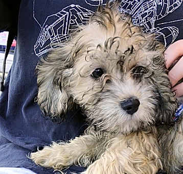 Photo of Toby