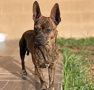 Photo of Rico