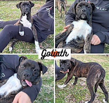 Photo of Goliath
