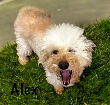 Photo of Alex