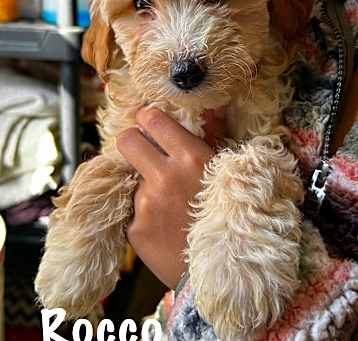 Photo of Rocco