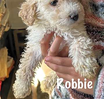 Photo of Robbie