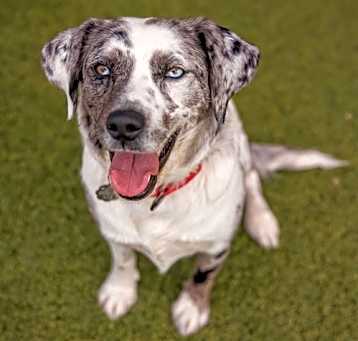 Photo of VELVET *ADOPTION PENDING*