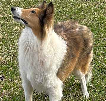 Photo of Jolie