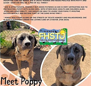 Photo of Poppy