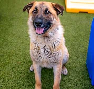 Photo of BUDDY