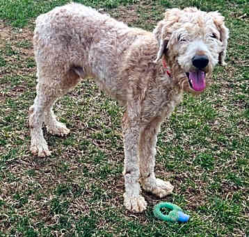 Photo of Oliver