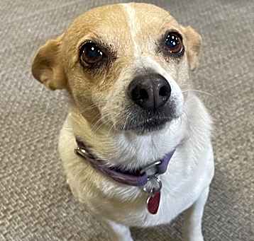 Photo of Cookie
