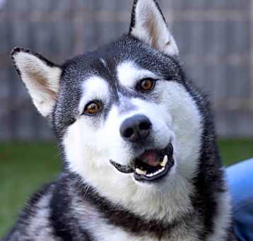 Photo of Houdini - ECAS