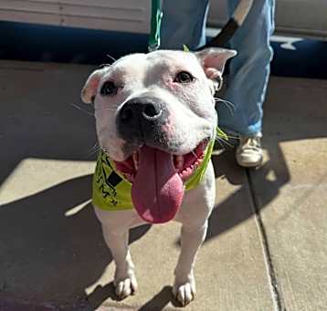 Photo of Brutus