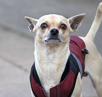 Photo of Indio
