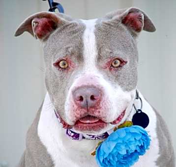 Photo of Josie