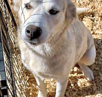 Photo of Asha