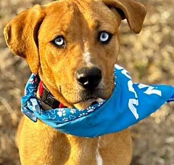 Photo of Scooby