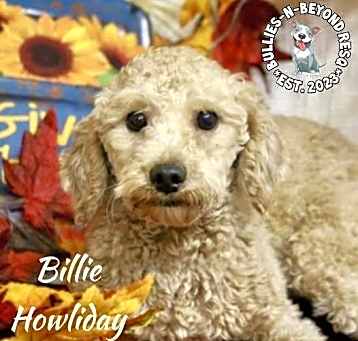 Photo of Billie Howliday