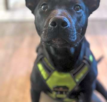 Photo of Vader