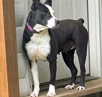 Photo of Violet