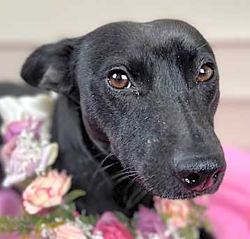 Photo of Lucky