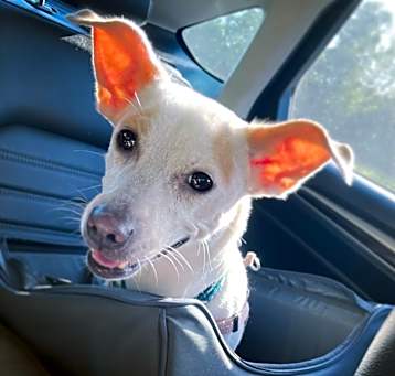Photo of Nala
