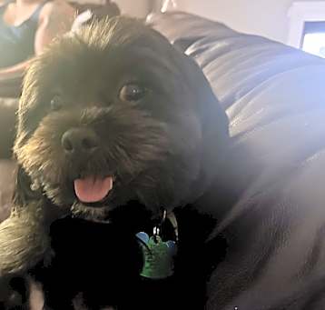 Photo of Bo