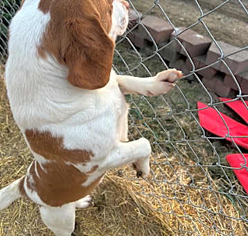 Photo of Barney