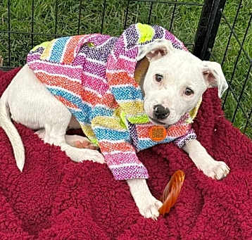 Photo of Dotty