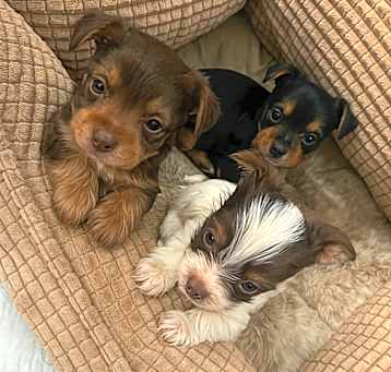 Photo of Yorkie Puppies
