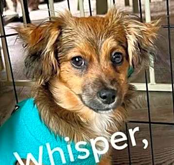 Photo of Whisper