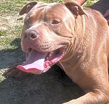 Photo of Biggie formerly Rando