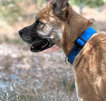Photo of Bear