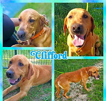 Photo of Clifford