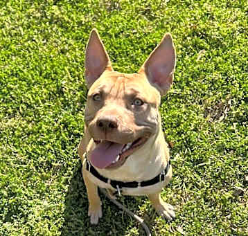 Photo of Simba
