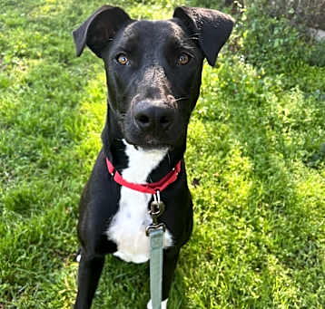 Photo of Sox
