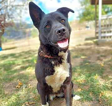 Photo of Luna