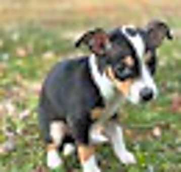 Photo of Dottie