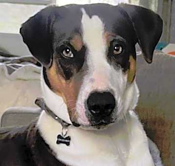 Photo of Cooper