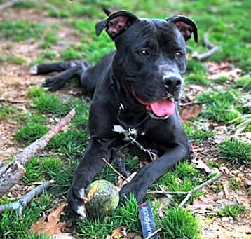 Photo of Archer