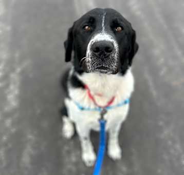 Photo of Brutus