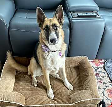 Photo of AVA  contact Sylva