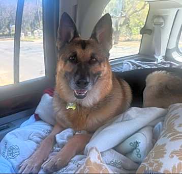 Photo of HUNTER  contact Sylva