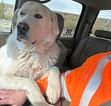 Photo of Jasper/Everest
