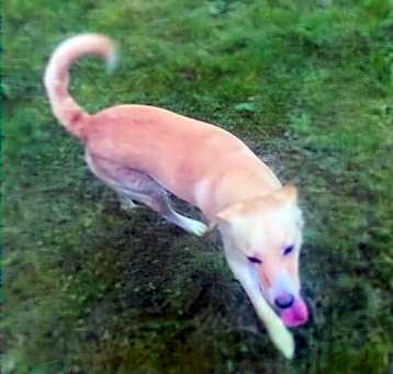 Photo of Shiloh