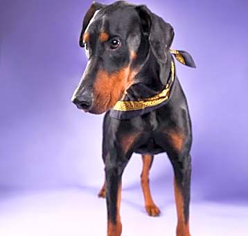 Photo of Sugar Ray