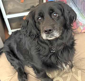 Photo of Dozer