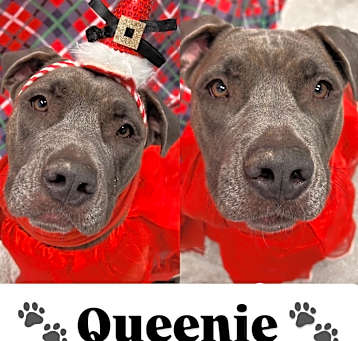 Photo of Queenie